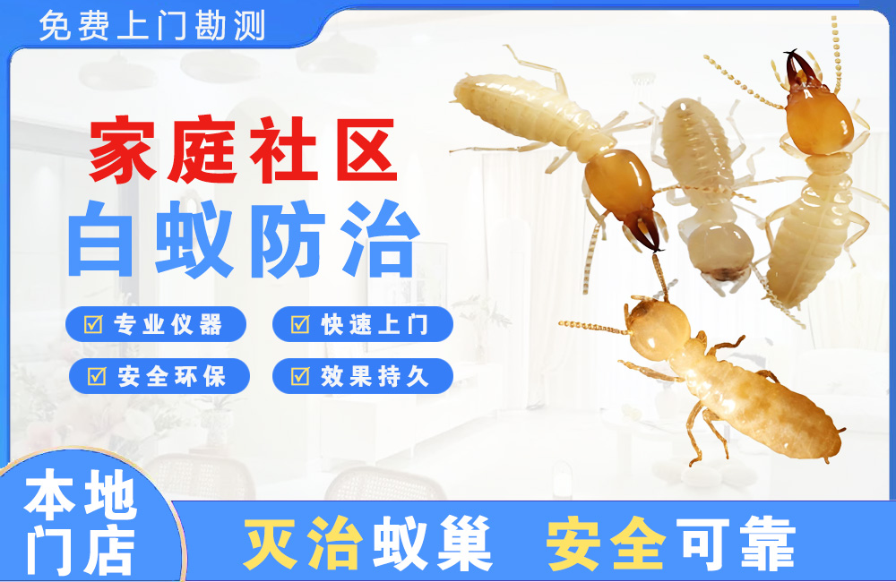石狮家庭社区白蚁防治