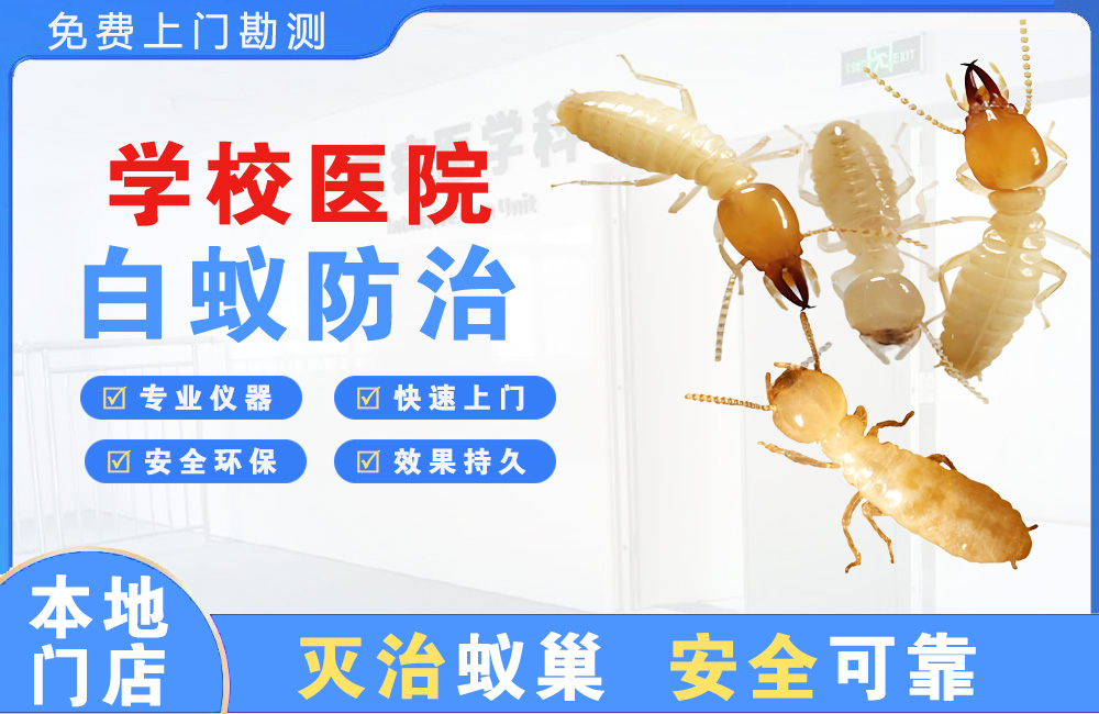 石狮学校医院白蚁防治