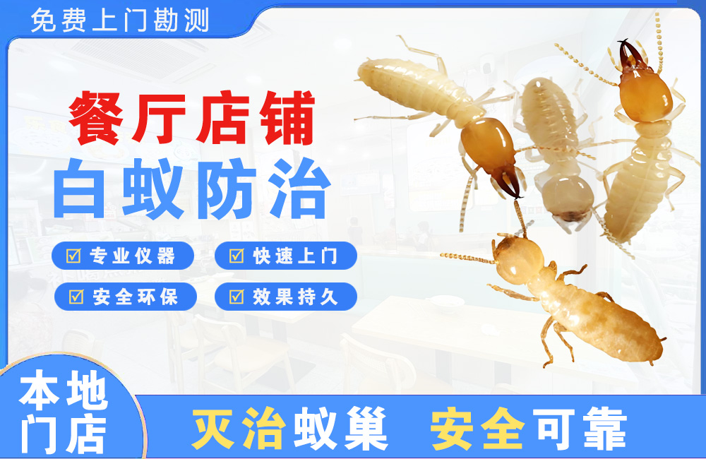 石狮餐厅店铺白蚁防治